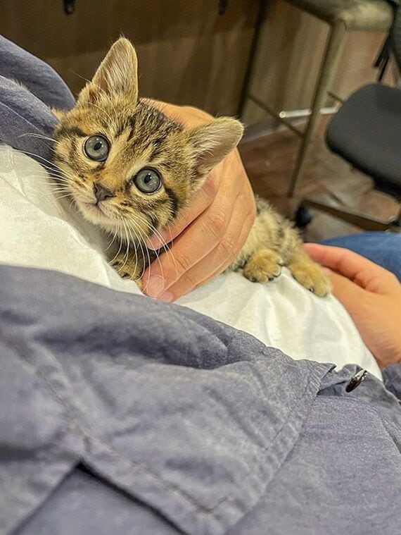 SNSにアップされる猫たちにファンがつき始めた