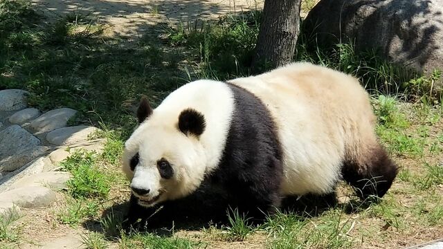 すり替え作戦で育児 双子パンダ誕生の舞台裏 雑学 東洋経済オンライン 社会をよくする経済ニュース