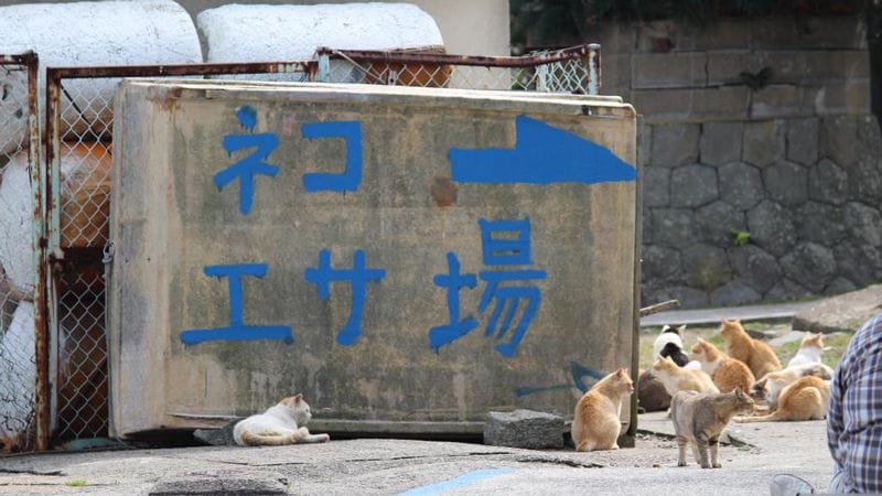 猫の楽園 青島 の想像よりはるかに厳しい現実 Aera Dot 東洋経済オンライン 社会をよくする経済ニュース