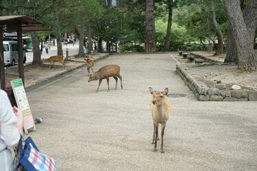 100億の貢献？糞虫の聖地｢奈良公園｣の奥深き裏側 驚異の自然サイクル！莫大な経済効果生む陰の掃除屋 | 旅行 | 東洋経済オンライン