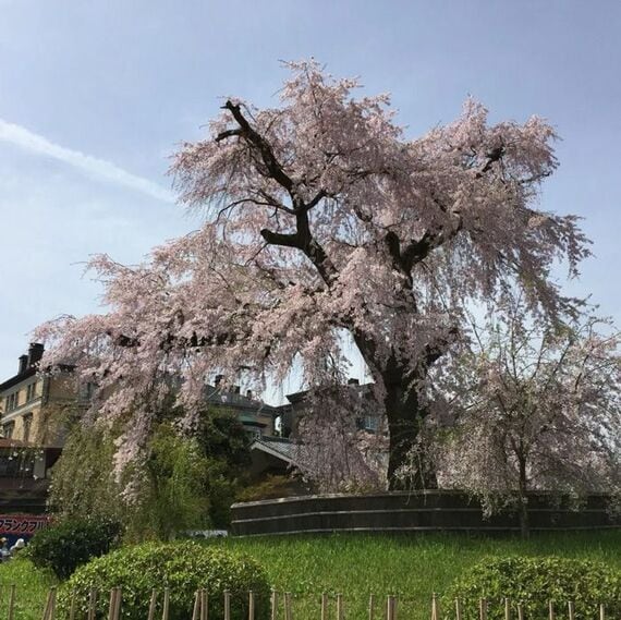 円山公園のしだれ桜