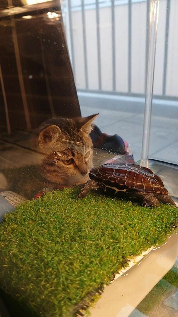 水槽の軍曹くんを見つめる小雪ちゃん