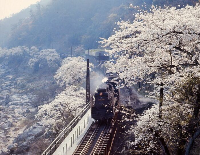 桜をかすめて走る関西本線笠置付近の春の情景