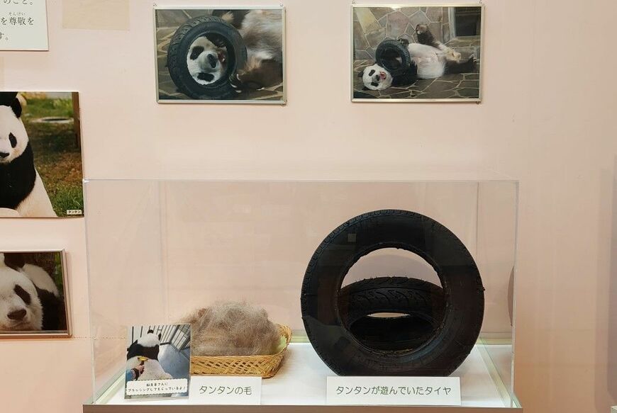 タンタンが噛んで使わなくなったタイヤとタンタンの抜け毛は、王子動物園内の動物科学資料館で展示中（筆者撮影）