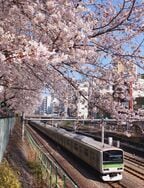 春、巣鴨付近の線路際には桜が咲き乱れる