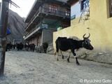 放牧から村へ帰ってきた牛の群れ（写真：筆者撮影）