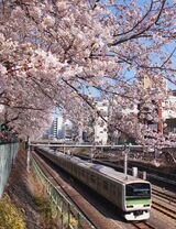 春、巣鴨付近の線路際には桜が咲き乱れる（筆者撮影）