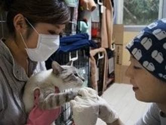 震災、原発事故で飼い主の元に帰れない犬猫たち、獣医師らが支援活動に奮闘