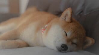 余命わずかな夫「飼い犬の今後」を考え選んだ結論