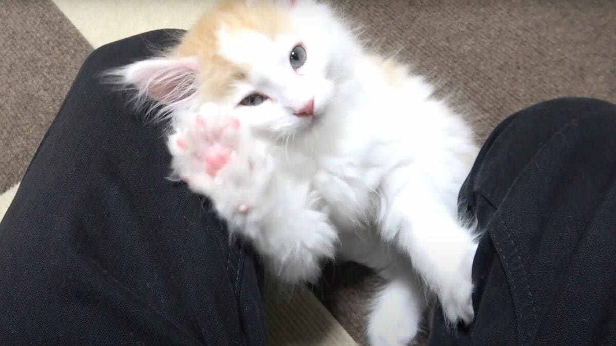 半年かけて徐々にならした｣《猫とウサギ》天敵となりうる2匹が