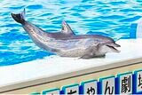 沖縄美ら海水族館のアイドル、バンドウイルカのオキちゃん（写真：国営沖縄記念公園（海洋博公園）沖縄美ら海水族館 提供）