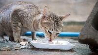 野良猫に餌をあげるのは法令違反に当たるのか 京都市では不適切な餌やりを禁止している