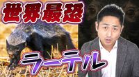 世界で最も恐ろしい陸生動物｢ラーテル｣の正体