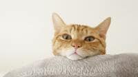 9つの意図はほぼ正確｢猫語翻訳アプリ｣の本気度