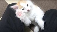 《猫とウサギ》寄り添い眠るほど仲良くなるまで