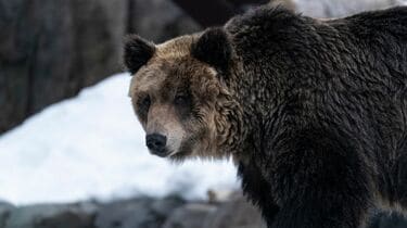 巨大　ヒグマの爪　北海道　アイヌ　根付　骨格標本　お守り　魔除け　開運　金運 巨大 ヒグマの爪 北海道 アイヌ 根付 骨格標本 お守り 魔除け