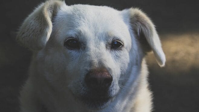 犬猫売るほど飼育放棄が頭をよぎる店員の苦悩