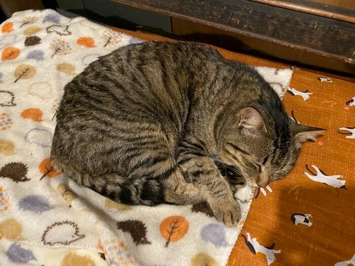 飼い猫「モップ」が寝ているのは、天塩弥生駅で唯一残った