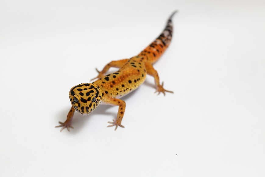 ヒョウモントカゲモドキ（クラウンG）②（撮影：尾形文繁／撮影協力：LUCK UP Reptiles）