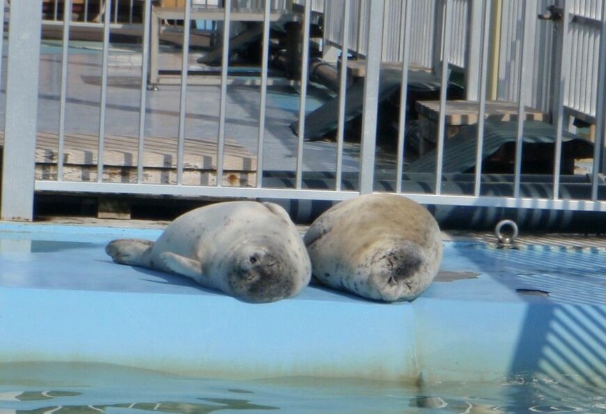 たくみくん（左）と海くん（右）のお昼寝（筆者撮影）