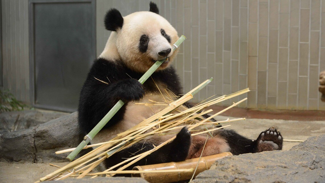 体重は90kgを超えたシャンシャン。上野動物園は6月4日に再開園した（写真：公益財団法人東京動物園協会）