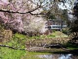 桜咲く春の「ケルネル田んぼ」と電車（撮影：南正時）