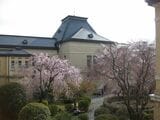 京都府庁旧本館の中庭にあるしだれ桜（筆者撮影）