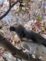 灰色の羽、鋭いクチバシと爪を持つヨウムは、賢く美しい鳥（写真提供：カマタさん）