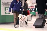 2019年にJR東京駅で実施した危険物探知犬の実証実験（撮影：尾形文繁）