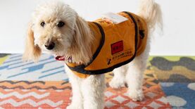 スキルス性胃がんで｢余命半年｣宣告も⋯4年経った今が一番元気！｢6歳の介助犬｣と送る"幸せな闘病生活"の実態