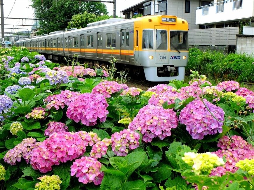 色違いの電車とアジサイの競演が楽しめるのは井の頭線ならでは（撮影：南正時）
