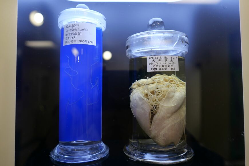 フィラリア（左）とイヌの心臓に寄生したフィラリアの標本（写真：大谷撮影／撮影協力：目黒寄生虫館）