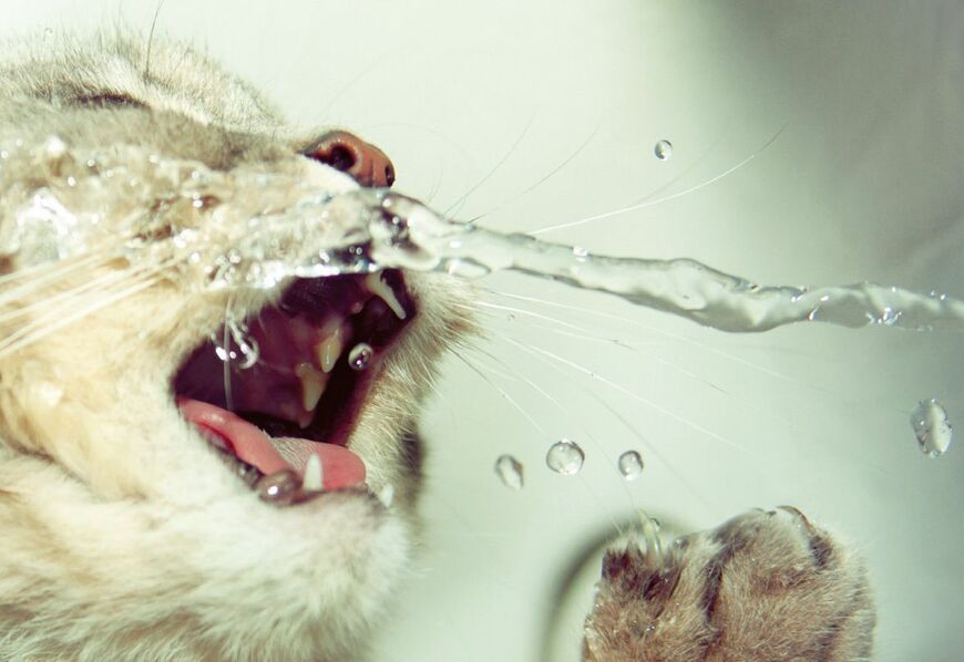 （写真：『怒らニャい禅語: 感情をシンプルに整える60の方法』より）