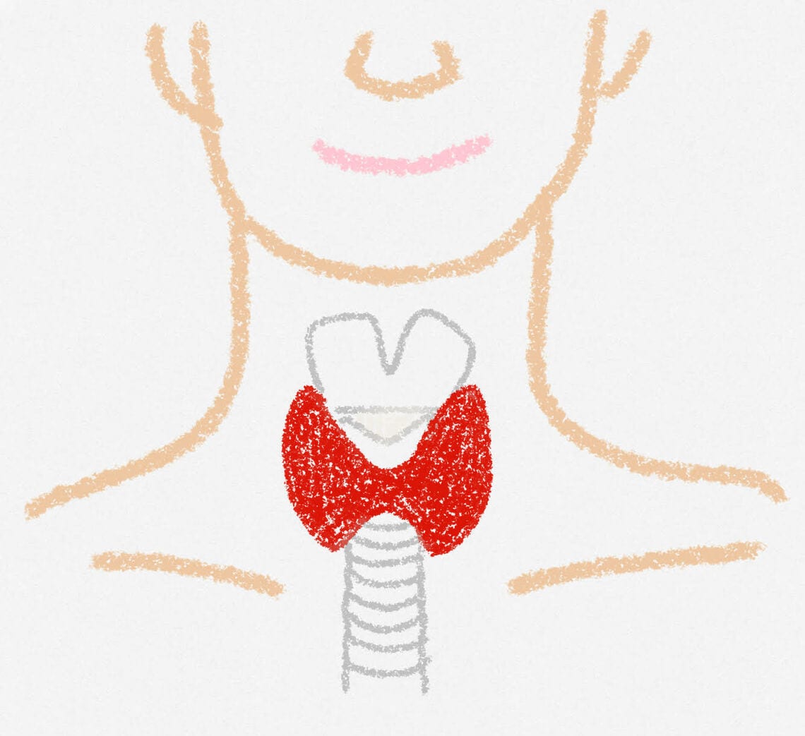 イラストの赤い部分が甲状腺の位置（イラスト：筆者作成）