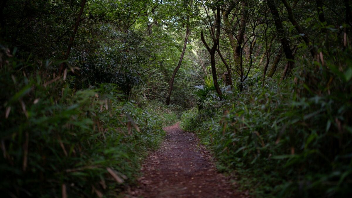 ｢15時過ぎたらもう暗い…｣秋冬の低山で"行動遅れ"が招く遭難 山に入るなら｢せめてこれだけは｣の必須装備とは | ライフ | 東洋経済オンライン