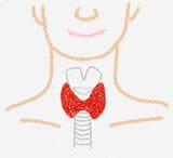 イラストの赤い部分が甲状腺の位置（イラスト：筆者作成）