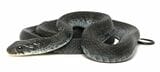 岡山県のヤマカガシの一例