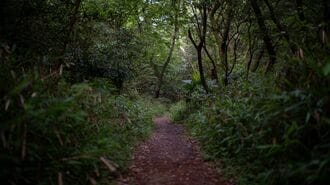 山の中にある薄暗い森の小径・小道