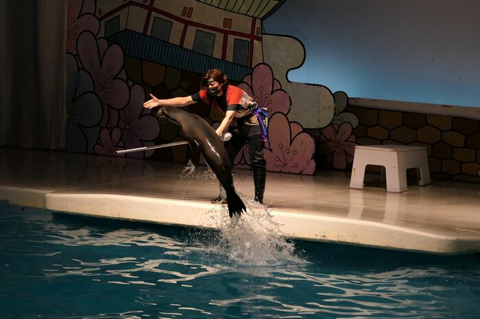 いるか・あしかパフォーマンス