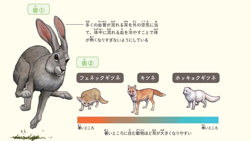 ウサギの耳はなぜ長い 動物人間で見るその凄さ 読書 東洋経済オンライン 社会をよくする経済ニュース