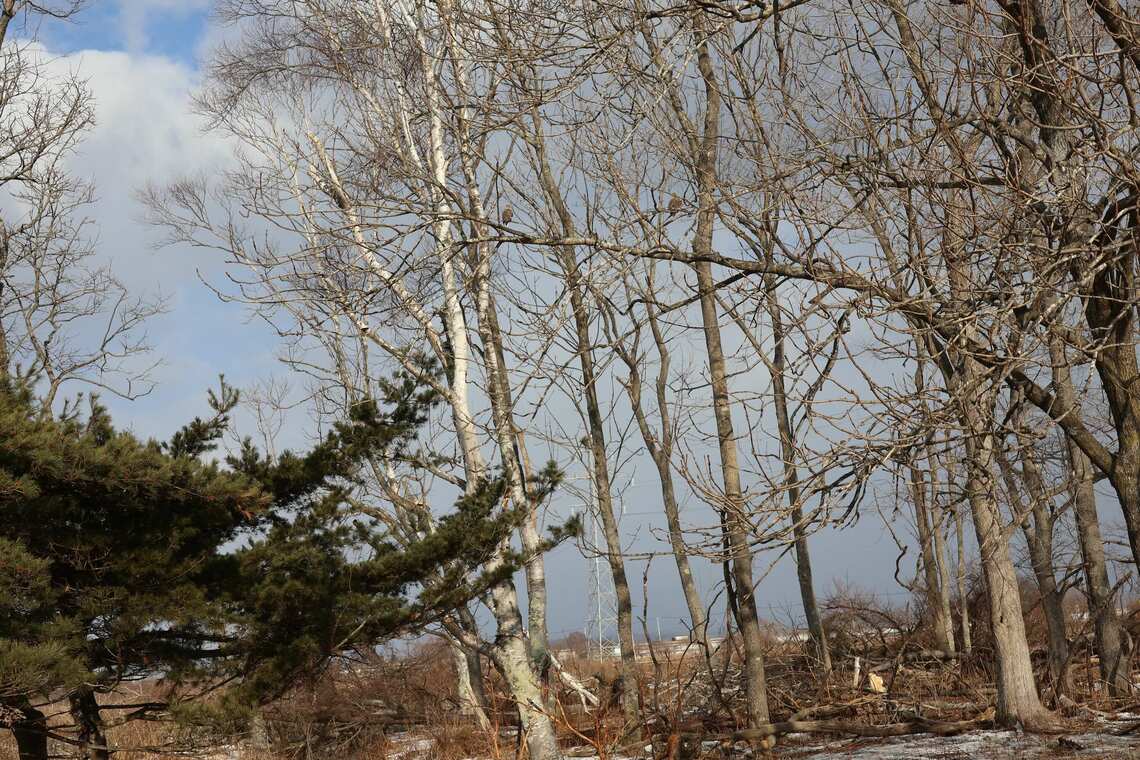 釧路市昭和北1丁目の事業予定地で伐採された後、残った木にオジロワシ2羽が止まっていた（写真：河野博子が撮影）