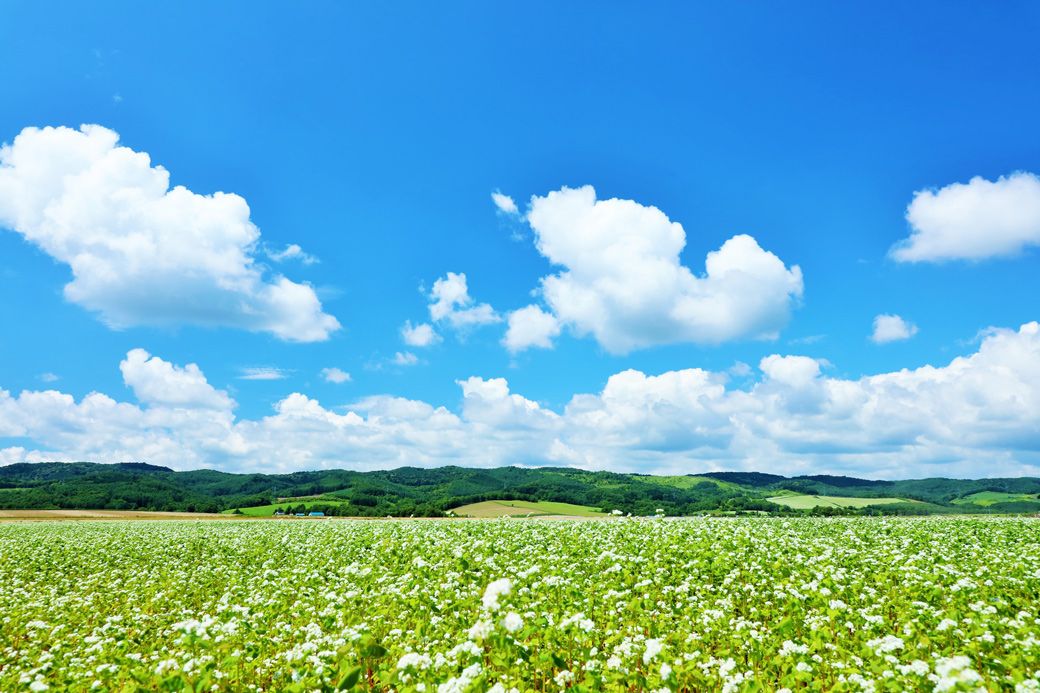 北海道のソバの花畑（写真：よっちゃん必撮仕事人／PIXTA）