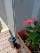 ハイビスカスも驚いたのだろう。大きな花を咲かせていた（著者撮影）