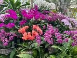 熱帯ドリームセンターは熱帯・亜熱帯の花や果樹を集めた植物園で、常時2,000株以上のランを展示している（編集部撮影）