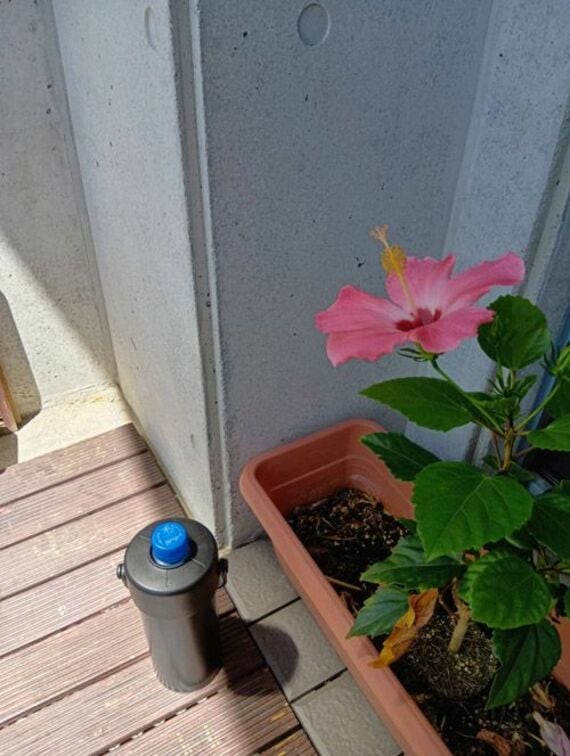 ベランダのハイビスカスとペットボトルホルダー
