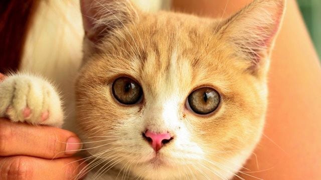 猫よりお勧め！｢犬｣がもたらす凄い健康効果  ペット  東洋経済 