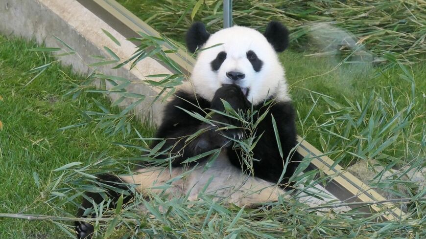 ひとり立ち後、元気に竹を食べる1歳の楓浜。2022年5月29日（筆者撮影）この記事の画像を見る(◯枚)