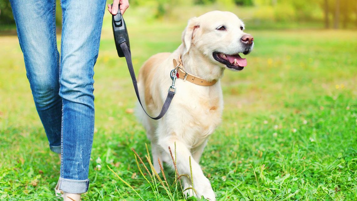 犬の散歩 ほど侮れない運動はそんなにない The New York Times 東洋経済オンライン 社会をよくする経済ニュース