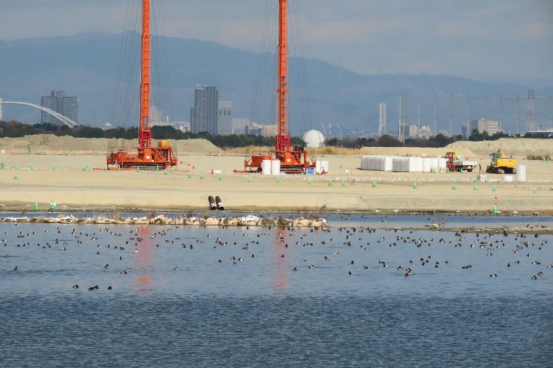 2020年11月の撮影時、ホシハジロなどが水辺で羽を休めていた。後ろにペーパードレーンを打ち込む工事用機械が見える（提供：大阪自然環境保全協会）