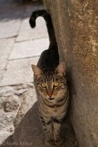 鳩の捕獲に失敗した猫（p.3）は、こんなにハンサム